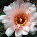 DSC03182Gymnocalycium schuetzianum