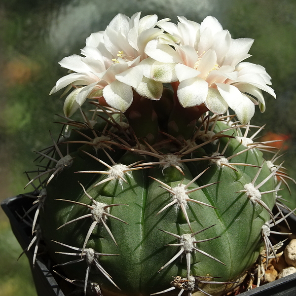 DSC03205Gymnocalycium nigriareolatum