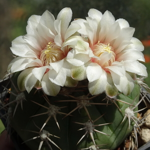 DSC03206Gymnocalycium nigriareolatum