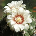 DSC03207Gymnocalycium nigriareolatum