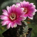 DSC03208Gymnocalycium heidiae GN 93-714