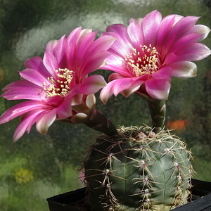 DSC03209Gymnocalycium heidiae GN 93-714