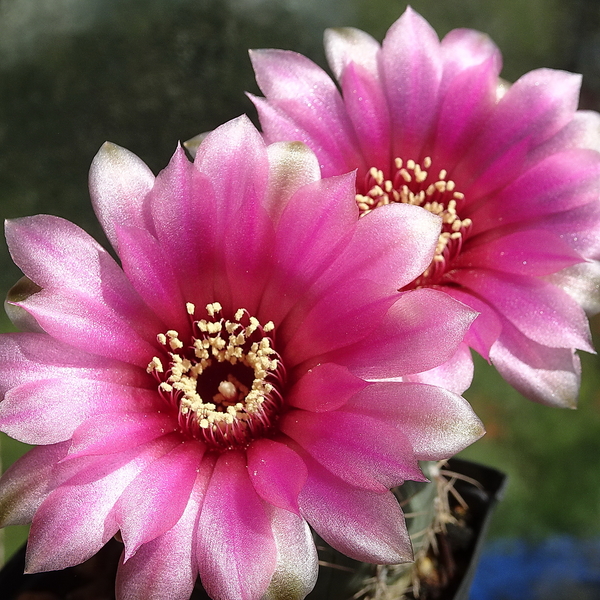 DSC03210Gymnocalycium heidiae GN 93-714