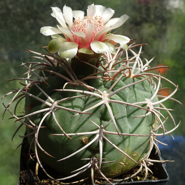 DSC03212Gymnocalycium catamarense ssp. belense VS 64