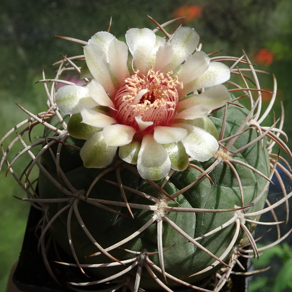 DSC03213Gymnocalycium catamarense ssp. belense VS 64