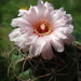 DSC03214Gymnocalycium schuetzianum