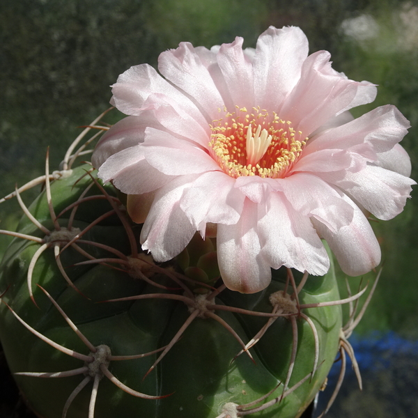 DSC03215Gymnocalycium schuetzianum