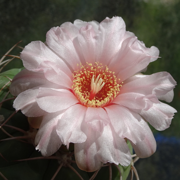 DSC03216Gymnocalycium schuetzianum