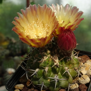 DSC03219Horridocactus minor