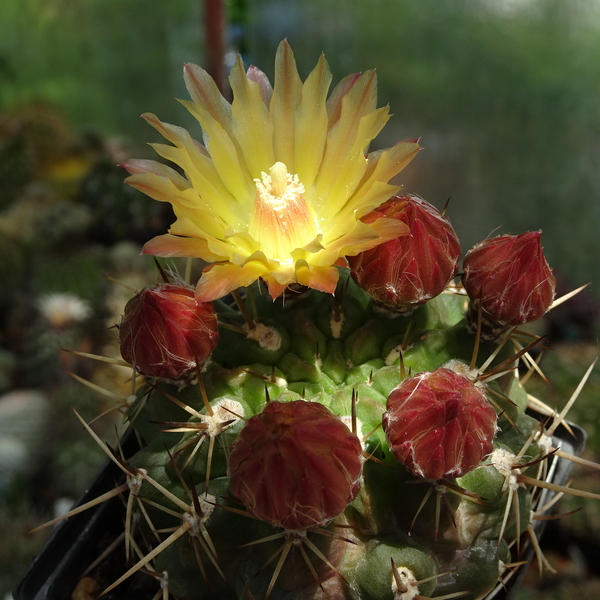 DSC03221Horridocactus minor