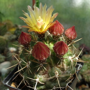 DSC03222Horridocactus minor