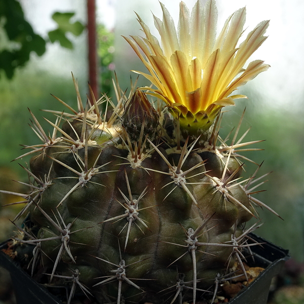 DSC03226Horridocactus tuberisulcatus