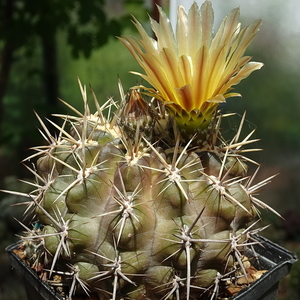 DSC03227Horridocactus tuberisulcatus