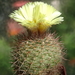 DSC03246Parodia berchtii TB458.2