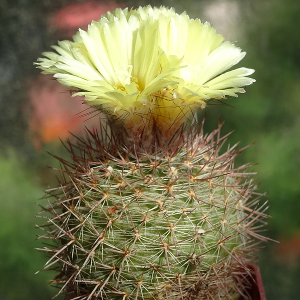 DSC03246Parodia berchtii TB458.2