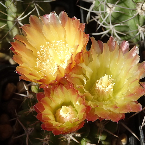 DSC03250Horridocactus minor