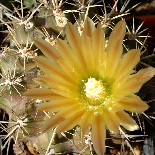 DSC03252Horridocactus tuberisulcatus