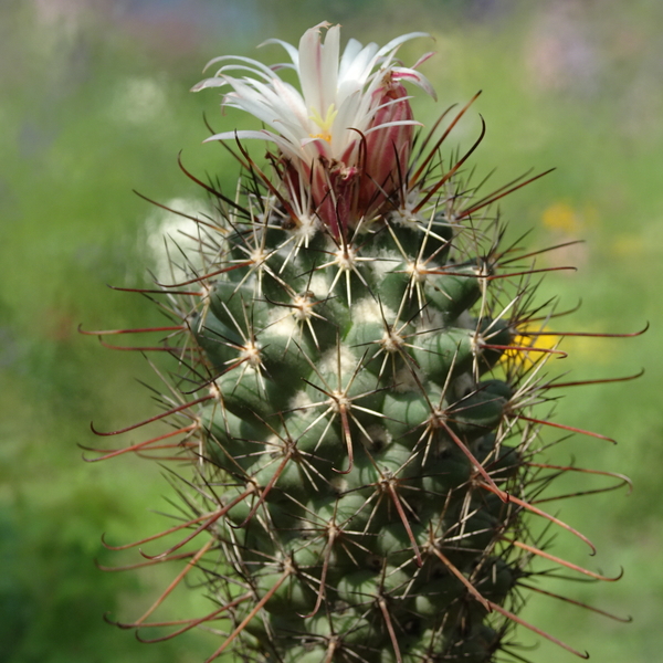 DSC03276Coryphantha ancistracantha