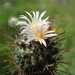 DSC03275Coryphantha ancistracantha