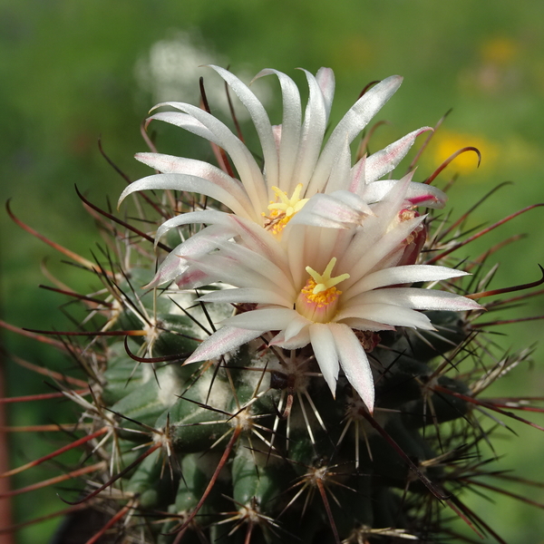 DSC03277Coryphantha ancistracantha