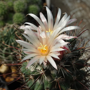 DSC03284Coryphantha ancistracantha