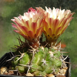 DSC03289Horridocactus minor