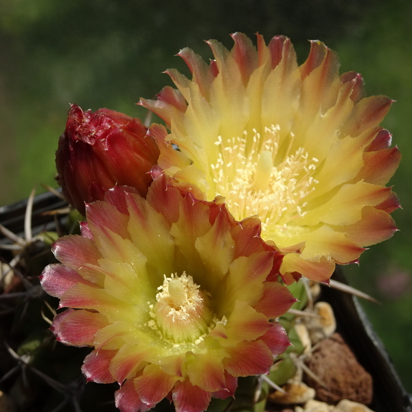 DSC03290Horridocactus minor