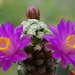 DSC03310Mammillaria therese