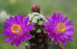 DSC03310Mammillaria therese