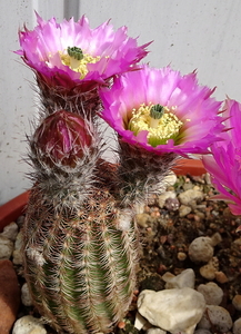 DSC03315Echinocereus purpureus v. malaga