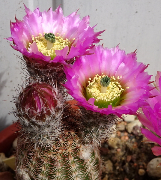 DSC03316Echinocereus purpureus v. malaga