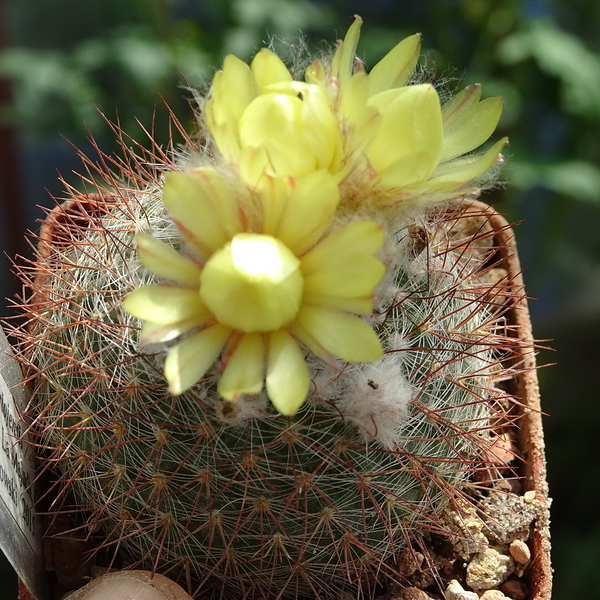 DSC03325Parodia riojensis TB452.2