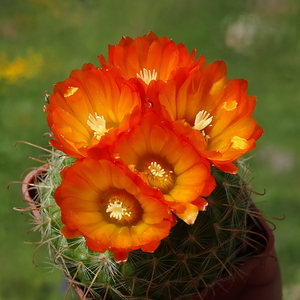 DSC03328Parodia weberiana TB420.1