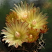 DSC03333Horridocactus minor