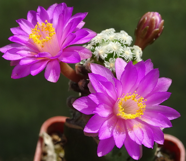 DSC03335Mammillaria therese