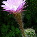 DSC03349Echinopsis multiplex