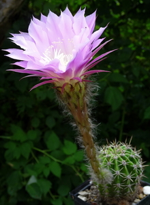 DSC03349Echinopsis multiplex