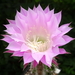 DSC03350Echinopsis multiplex