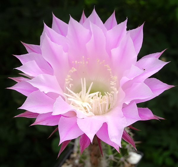 DSC03350Echinopsis multiplex