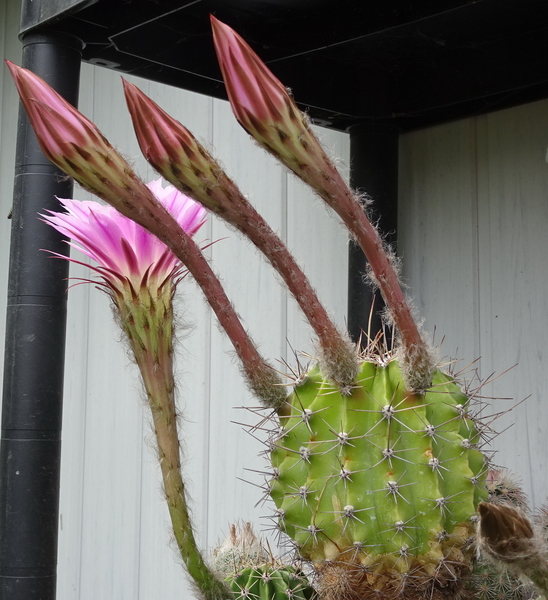 DSC03351Echinopsis multiplex