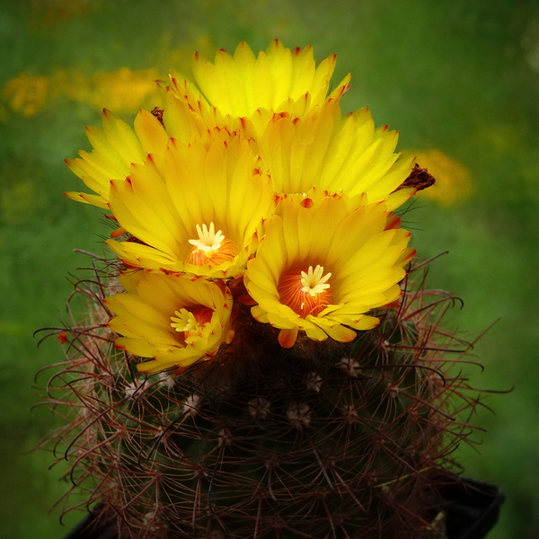 DSC03391Parodia sanagasta