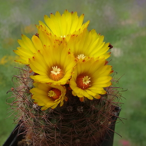 DSC03392Parodia sanagasta