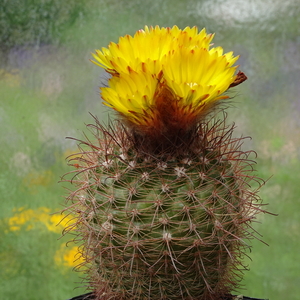 DSC03393Parodia sanagasta