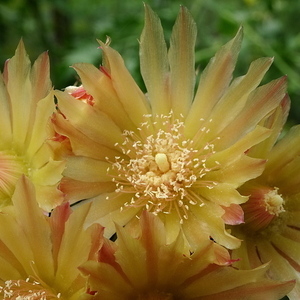 DSC03397Horridocactus minor