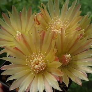 DSC03398Horridocactus minor