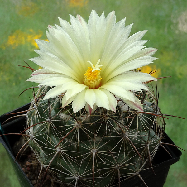 DSC03405Coryphantha lauii