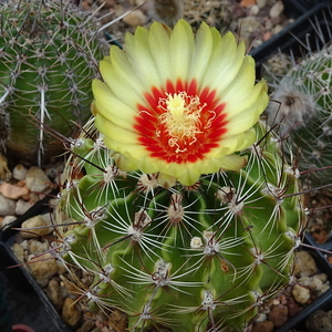 DSC03407Hamatocactus setispinus