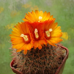 DSC03418Parodia cachiana ME88