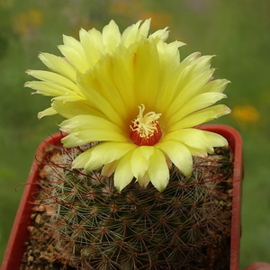 DSC03426Parodia sanguiniflora v. alijilanensis TB658.1