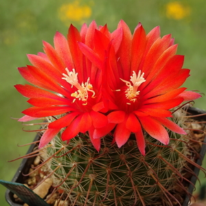 DSC03428Parodia glischrocarpa f. cebilarensis TB417.1